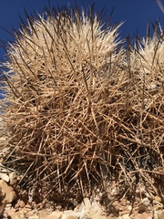 Pediocactus sileri