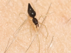 Coleosoma acutiventer