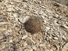 Pediocactus sileri