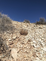 Pediocactus sileri