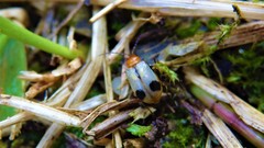 Paridea angulicollis