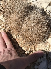 Pediocactus sileri