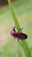 Haematoloecha rufithorax