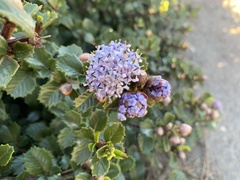 Ceanothus gloriosus gloriosus