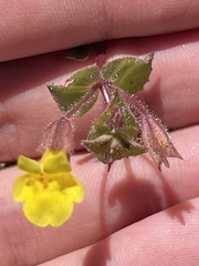 Erythranthe lagunensis