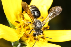 Andrena aliciae
