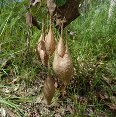 Ordgarius magnificus