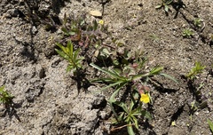 Erythranthe lagunensis