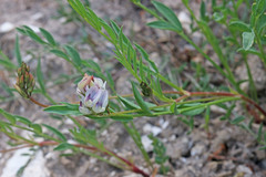 Astragalus miser oblongifolius