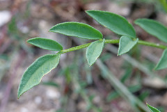 Astragalus miser oblongifolius