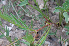 Astragalus miser oblongifolius