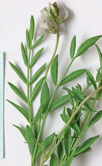 Astragalus miser oblongifolius