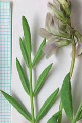 Astragalus miser oblongifolius