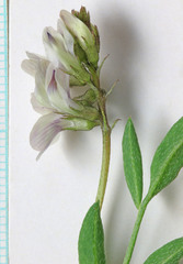 Astragalus miser oblongifolius