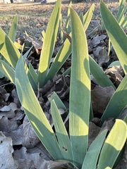 Iris albicans