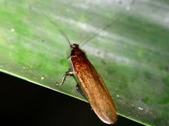Litopeltis