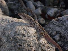 Anolis bonairensis