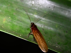 Litopeltis