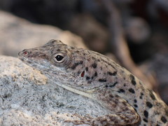 Anolis bonairensis