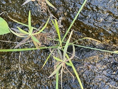 Cyperus dioicus