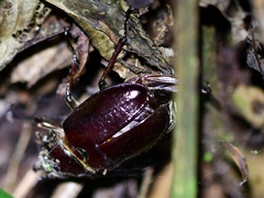 Sphaenognathus bellicosus