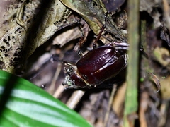 Sphaenognathus bellicosus