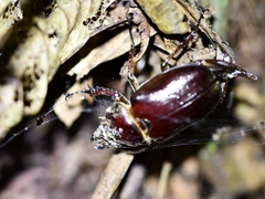 Sphaenognathus bellicosus