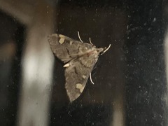 Deuterophysa