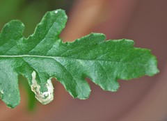 Stigmella ogygia