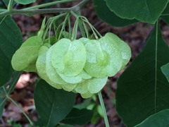 Ptelea trifoliata mollis