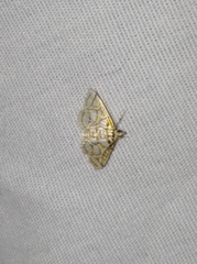 Pseudopyrausta santatalis