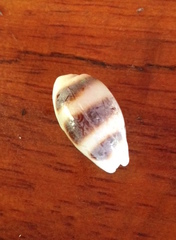 Palmadusta asellus