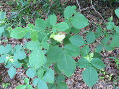 Ptelea trifoliata mollis