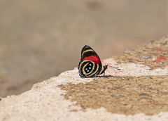 Callicore maronensis