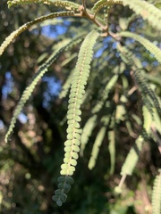 Sophora fulvida