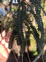 Sophora fulvida
