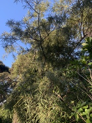 Sophora fulvida