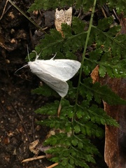 Spilosoma vestalis