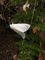 Spilosoma vestalis