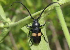 Lissonotus flavocinctus