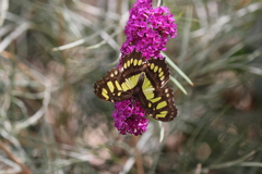Papilionoidea