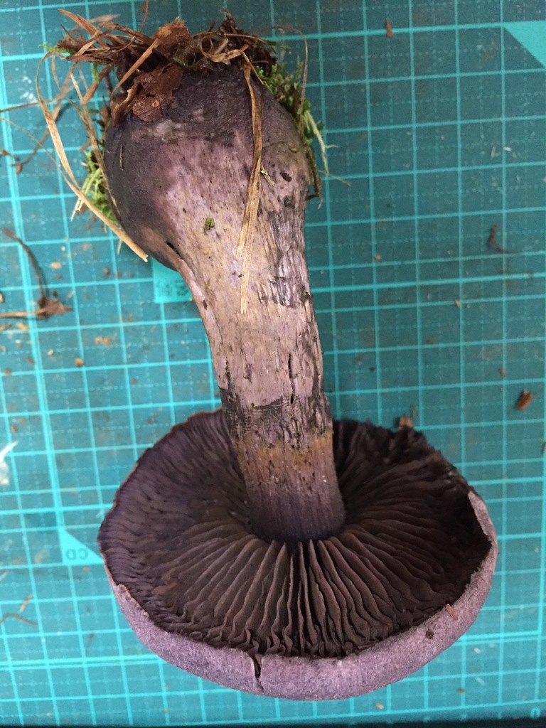 Cortinarius violaceus · August 2016 · photo: © atsushi_nakajima_cirque (iNaturalist, cc-by)