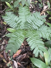 Piptadeniastrum africanum
