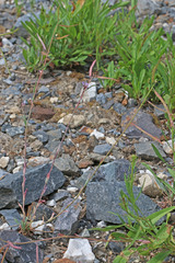 Boechera microphylla