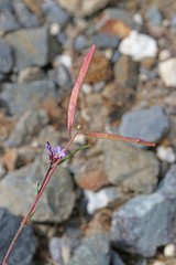 Boechera microphylla