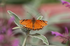 Dione vanillae
