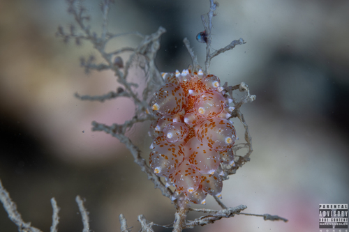 club-gilled nudibranch