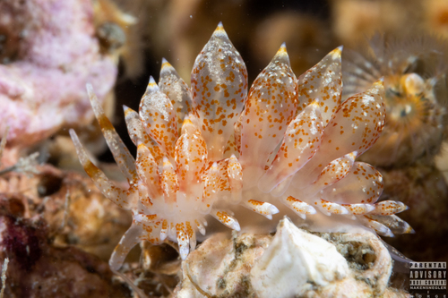 club-gilled nudibranch
