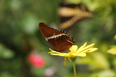 Papilionoidea