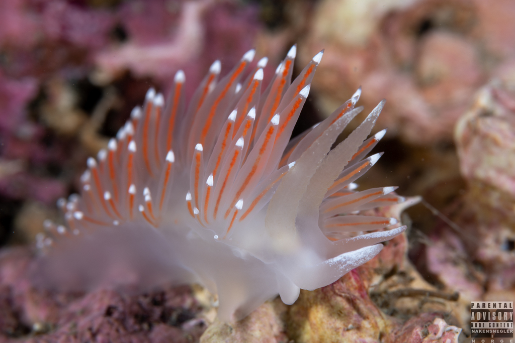 Coryphella nobilis